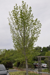 Acer saccharum 'Endowment' — photo 1